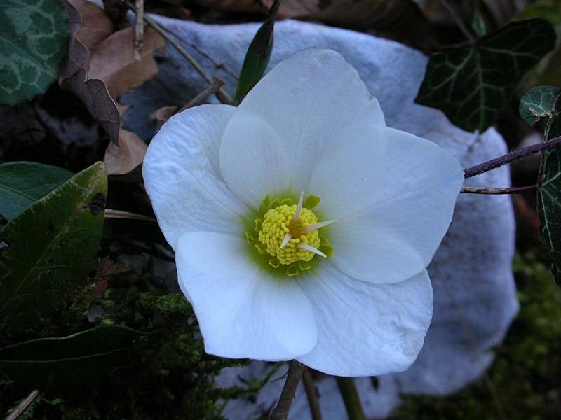Helleborus niger / Rosa di Natale